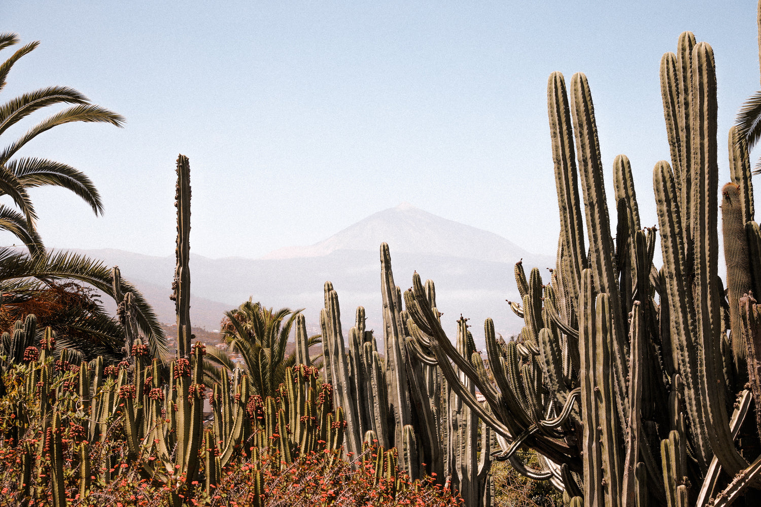 Travels - Island in the sun, Tenerife